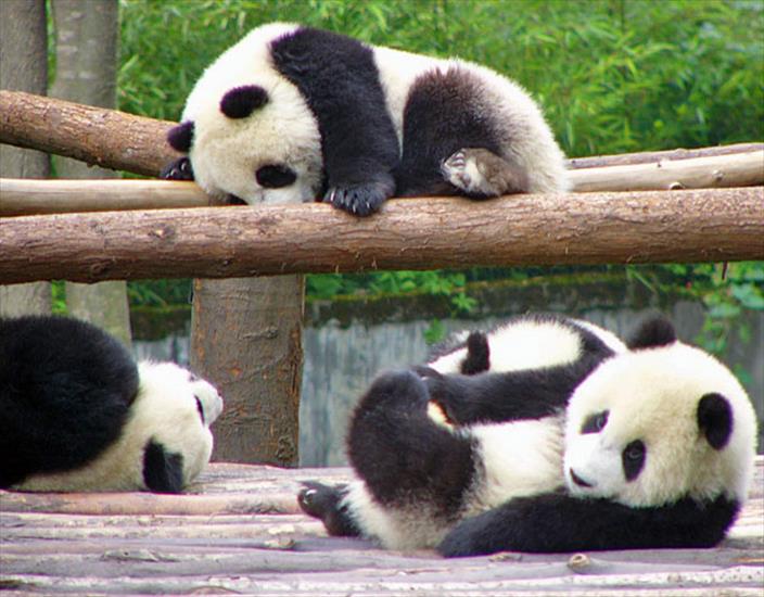 Pandas - 52.jpg