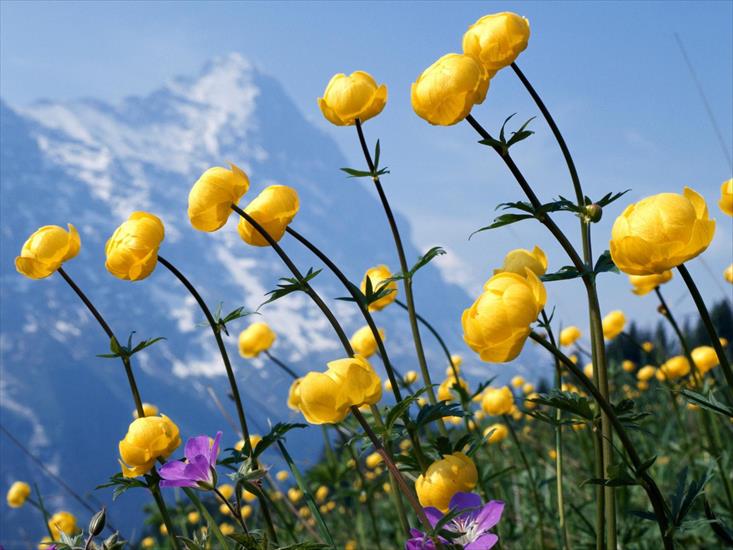 Rosliny - Alpine Flowers.jpg