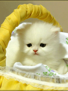 Kotki animacje - Biały kotek.gif