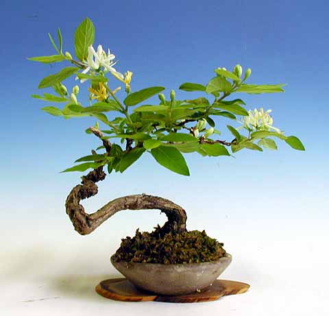   bonsai - najpiękniejsze drzewka - 02.jpg