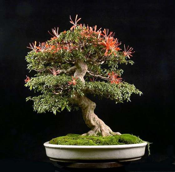   bonsai - najpiękniejsze drzewka - 03.jpg