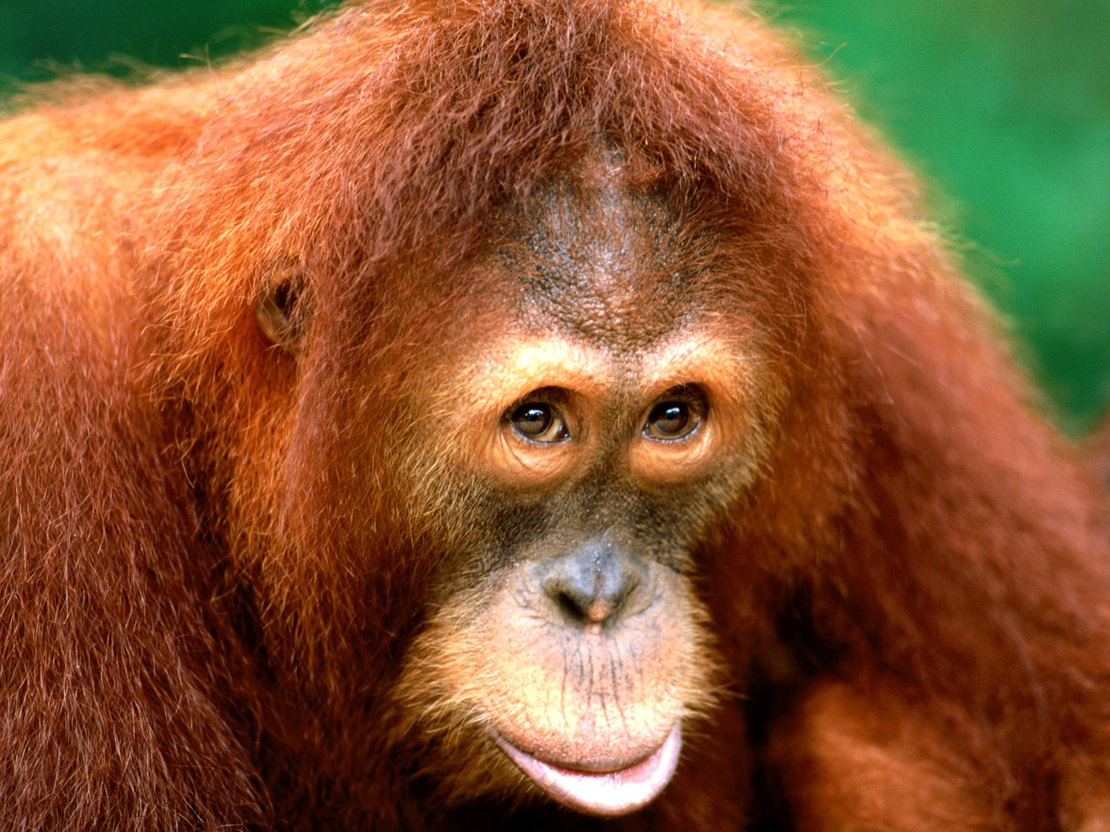  Animals part 1 z 3 - Being Coy, Sumartran Orangutan.jpg