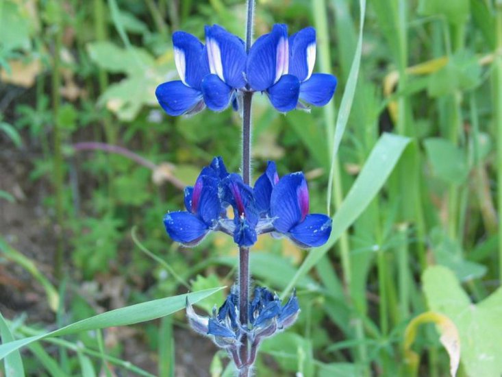 Różne kwiaty niebieskie - kwiatki 131.jpg