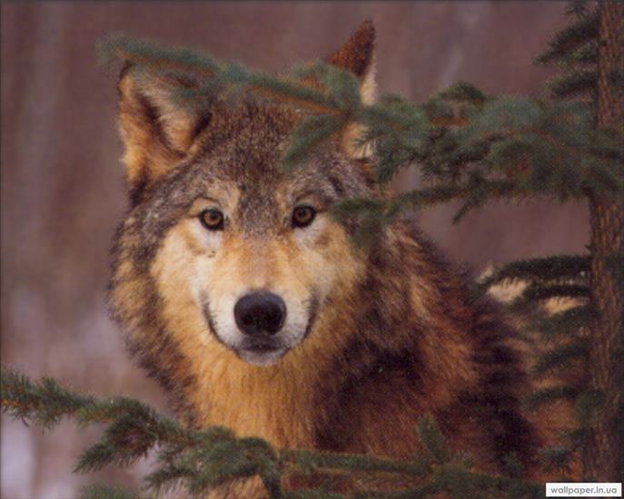 43 Wolf różne - Wolf_32.jpg