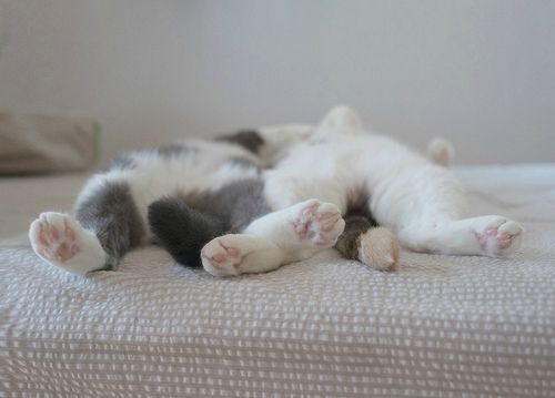 _Kotki śpią - Tapety-Monika 4.jpg