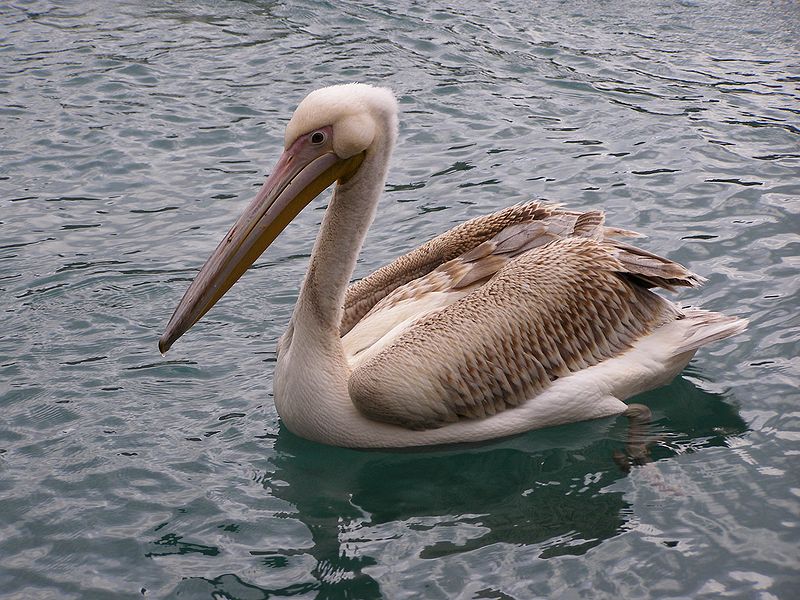 Ptaki Polski - Pelikan różowy.jpg