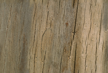 surfaces - Wood_5.bmp