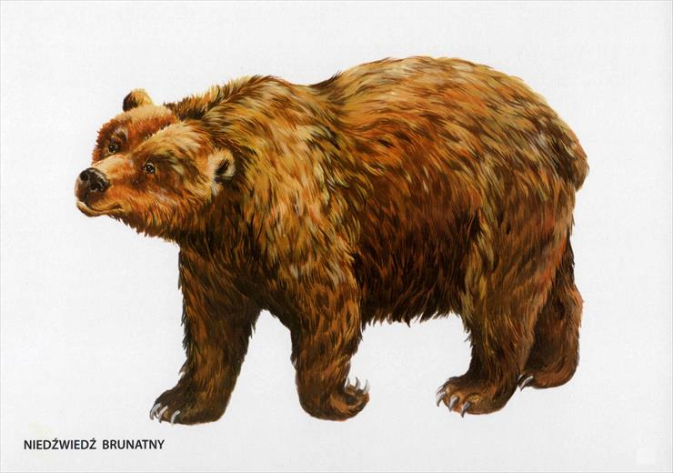Zwierzęta leśne i inne - niedźwiedź brunatny.jpg