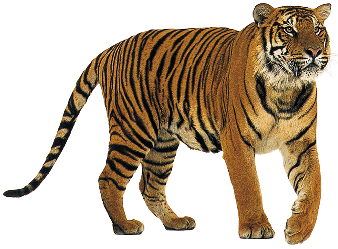Zwierzęta - tygrys.gif