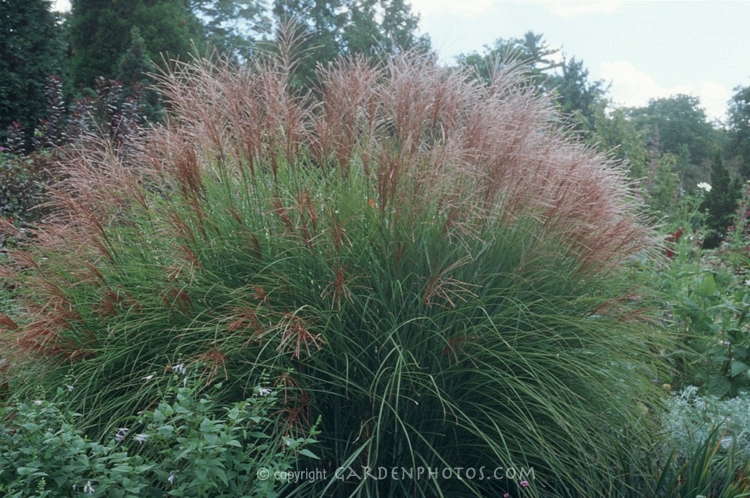 trawy - Miscanthus sinensis Gracillimus.jpg