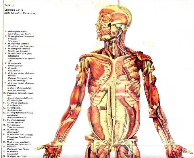 Skany mięśniowe - model_3_1.JPG