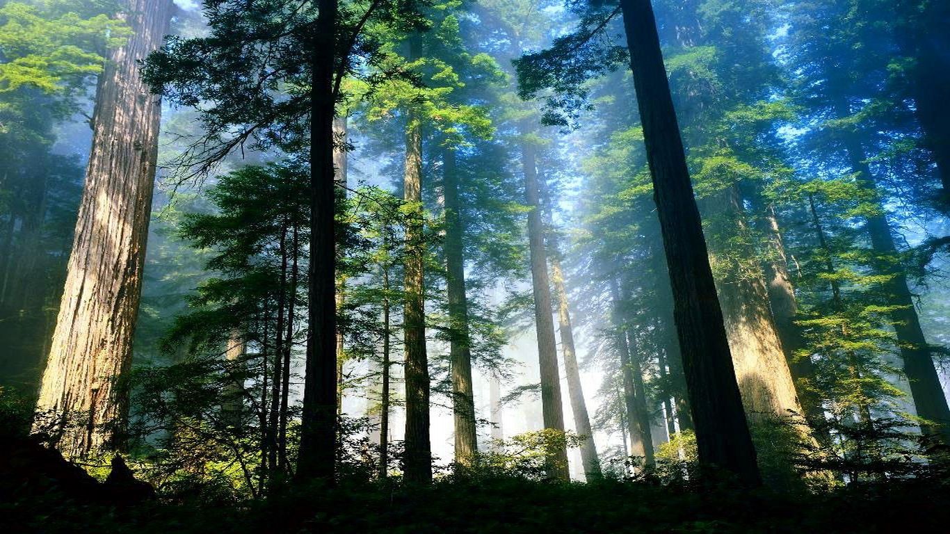 Lasy, łąki i jeziora - mystical_woods  1366x768.jpg