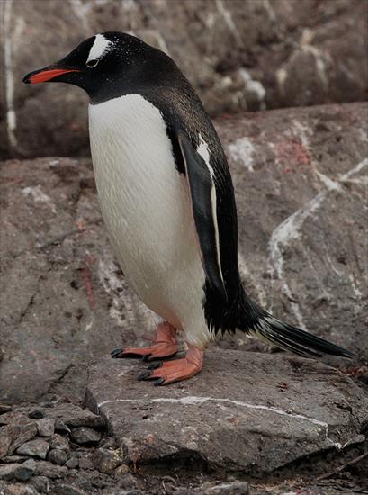 PTAKI _ NIELOTY - Pingwin_białobrewy_Antarctic,_gentoo_penguin_js_60.jpg