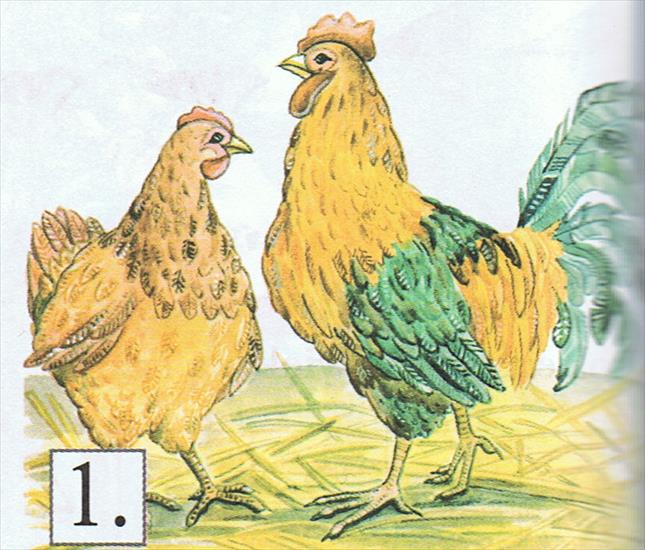 kura i kurczęta - historyjka kury i kurczęta 6.jpg