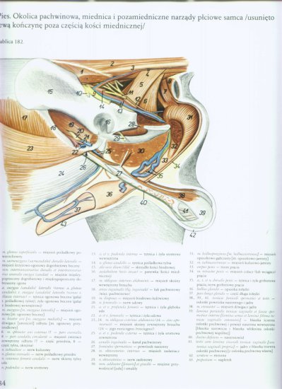 atlas anatomii topograficznej-miednica i kończyny - 176.jpg