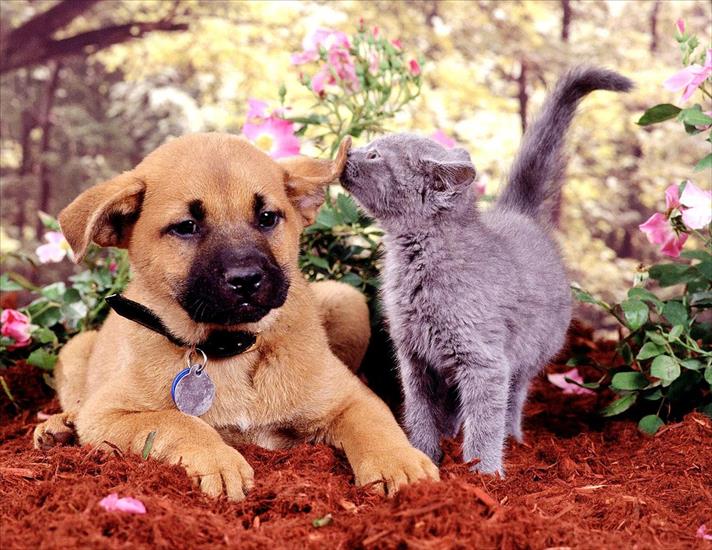 Koty - Apple Cats and Dogs Can Live Together.jpg