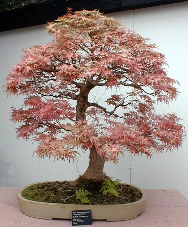 fotki - bonsai_federahorn.jpg