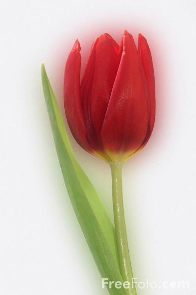 Kwiaty - Tulipan czerwony.jpg