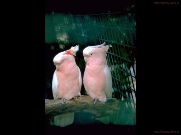 zwierzęta - Ptaki 01.jpg