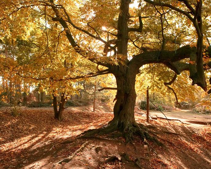 Zwykłe Tapety - Old_Tree_In_Autumn.jpg