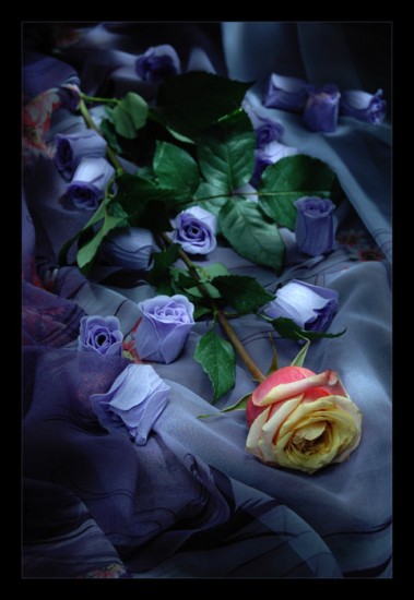  OBRAZKI bez tła - saba-rosen----flower--roses--nice--flowers--Misc--g...ic--Love--Rose--rinzie--djole--rosas--Kwiaty_large.jpg