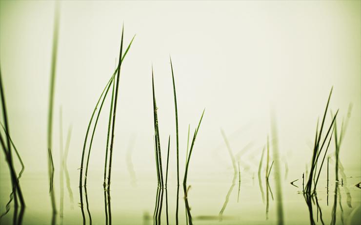 Featured Desktop HD Wallpapers 51 - Nature_Plants_Grass_in_water_026140_.jpg