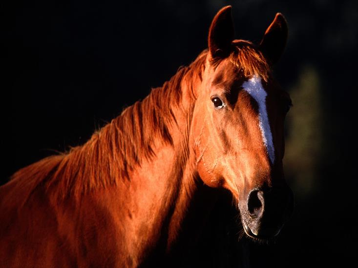 Konie - Sunset Profile, Quarter Horse.jpg