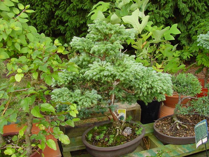 BONSAI 1 - Bonsai96.jpg