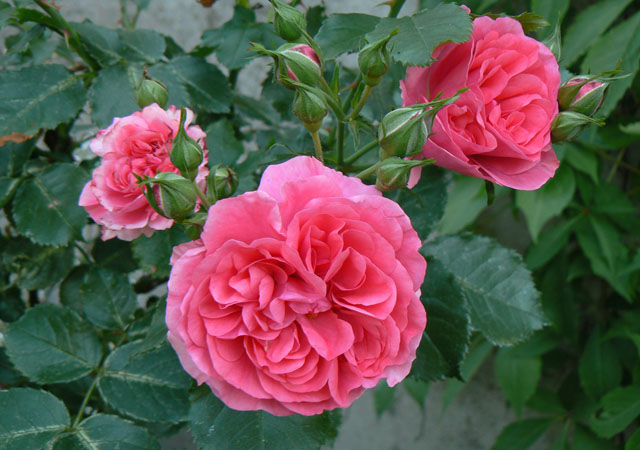 ogrodowe  róze - 84.jpg