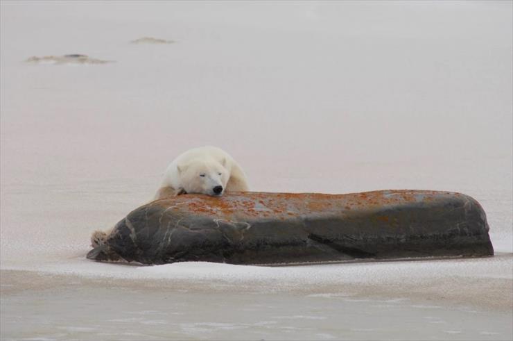 Przerażające Zdjęcia - polar-bear-hudson-shore-snooze-derocher-nov-2015-uab-1-e1473864988746.jpg