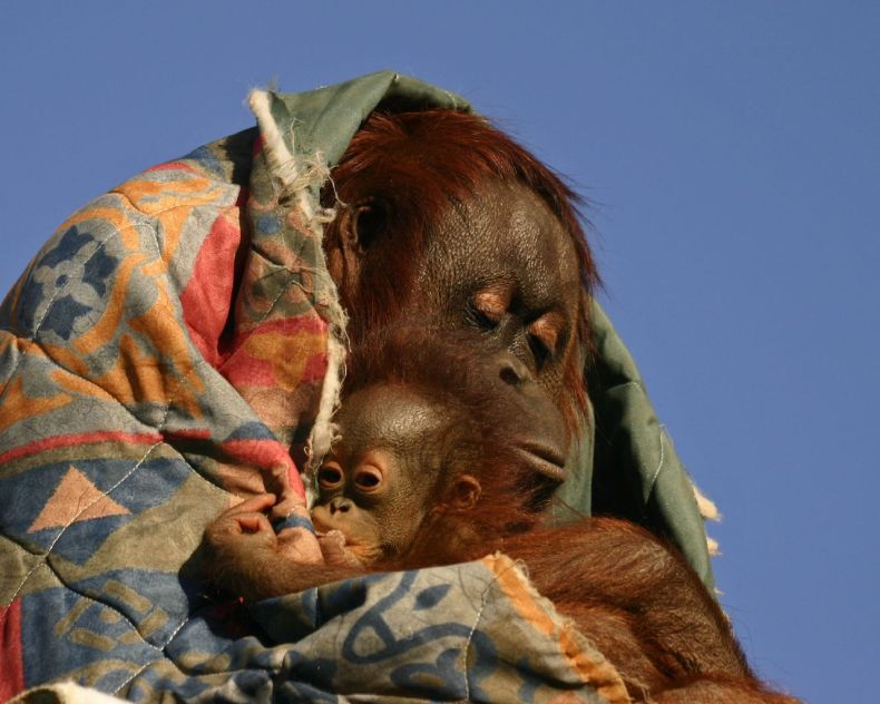 GALERIA_MAŁP - orangutany_21.jpg