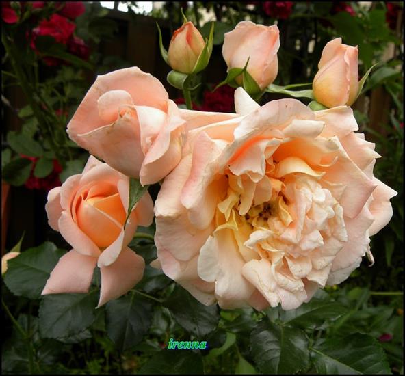 róże - z_okazji_imienin_wszystkim_aniom.jpg