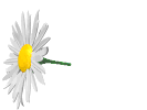 gify-kwiaty - marguerite061.gif
