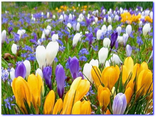 wiosna w przyrodzie - IS_spring-flowers.jpg