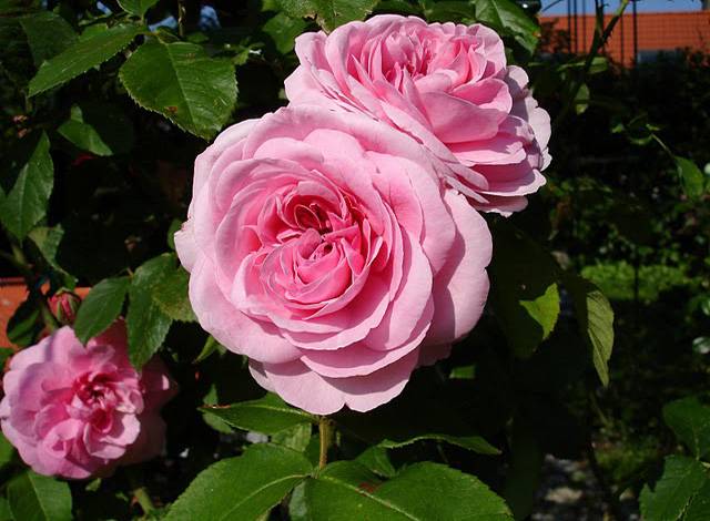 ogrodowe  róze - 014.JPG