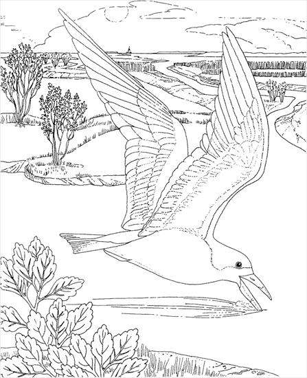 mewa - mewa - kolorowanka ptaki 2.gif