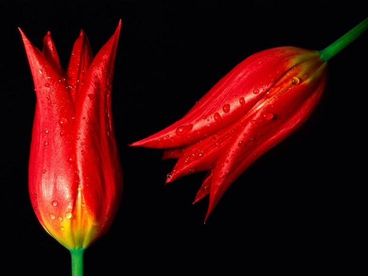 tulipany - tulipany czerwone.jpg