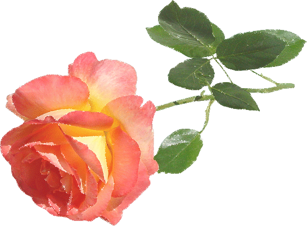 róże2 - xd35.gif