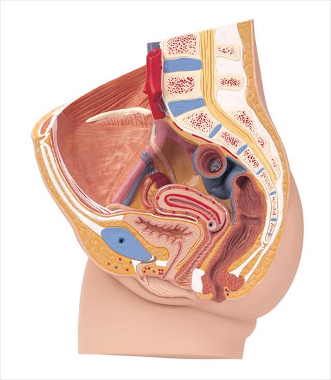  Anatomy - DJ-359.jpg