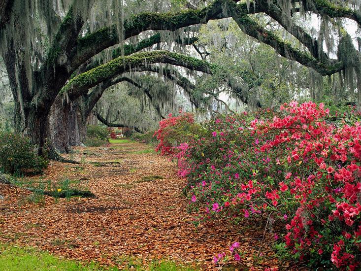  najpiękniejsze drzewa - azaleas and live oaks, magnolia plantation, char.jpg