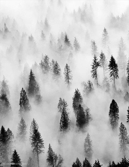 Mgła - large 14.jpg