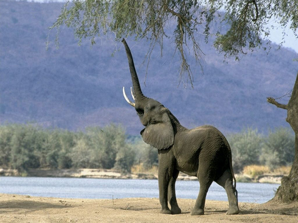 Słonie - slon 12.jpg