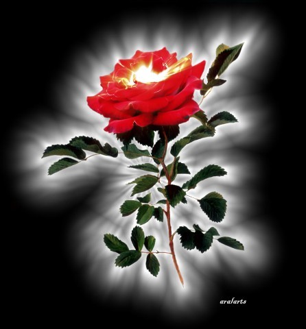 kwiaty - rose_1011.jpg
