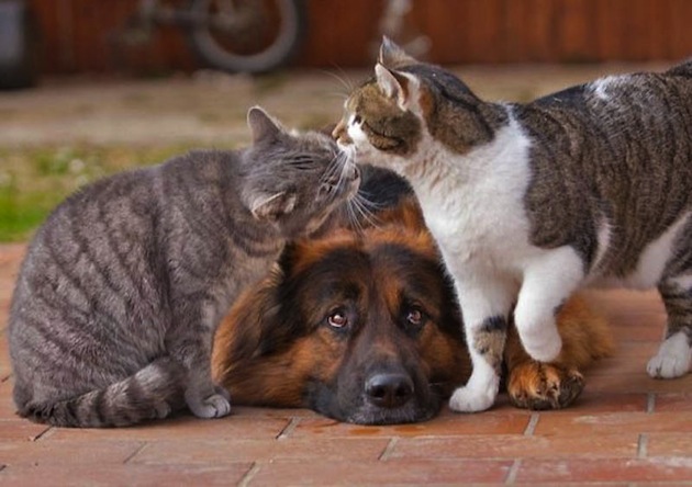 Kocie Przyjaźnie - Best-Friends-Dog-and-Cat-4.jpg