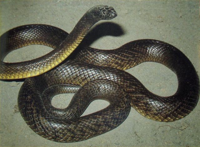 Węże, żmije - Tajpan pustynny.jpg