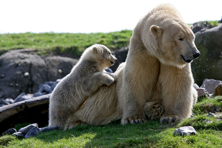 Przerażające Zdjęcia - Polar-bear-cub.jpg