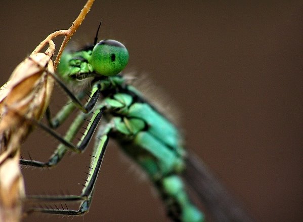 MAKROFOTO  WAŻKI - Tężnica Wytworna Ischnura Elegans.jpg