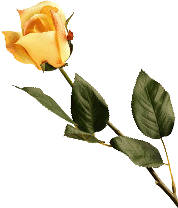 Róże symbol miłości - Yellow_Rose.gif