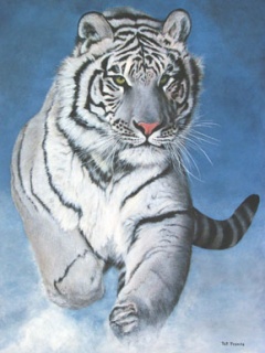 gelson1 - White_Tiger.jpg