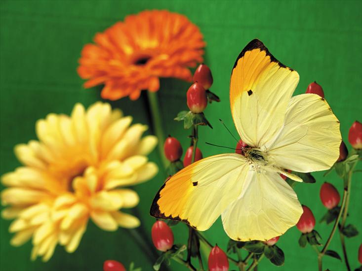 110 Beautiful Butterflies Wallpapers 1600 X 1200 - 27.jpg
